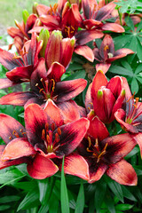 Bunch of beautiful dark red with black centers lilies, Asiatic hybrid lily with green foliage growing in the summer garden.
