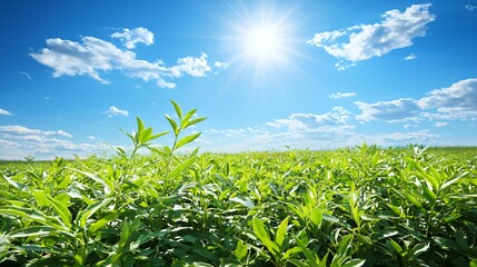 Obraz premium Vibrant Green Tea Plantation Under a Sunny Sky