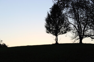 Obraz premium silhouette of a tree