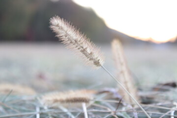 dry grass in the wind