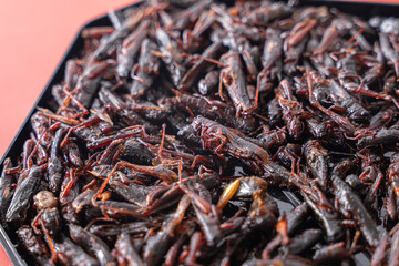 いなごの甘露煮 昆虫食