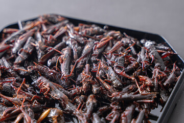 いなごの甘露煮 昆虫食