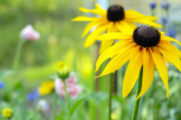 Beautiful bright yellow flowers of Rudbeckia hirta (Black-eyes susan) with black centers are blooming in the wild flower garden in summer.