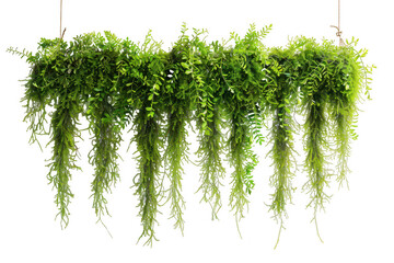Hanging Spanish Moss on white background. Isolated