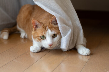 カーテンで遊んでいる可愛い猫　茶トラ白