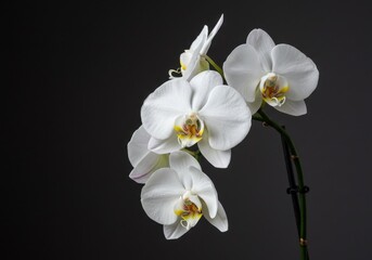 Obraz premium Delicate white orchid, Phalaenopsis, elegant floral stem, pure white petals, soft focus, ethereal glow, botanical photography, transparent background