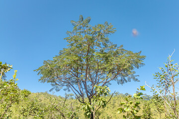 paisagem natural no povoado de São Jorge, cidade de Alto Paraiso de Goiás, Estado de Goiás, região da chapada dos Veadeiros