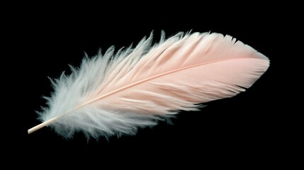 Obraz premium Pale Pink Feather Soft Light Texture Black Backgrounds