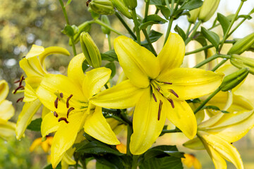 Obraz premium Stems with bright yellow beautiful flowers of Asiatic hybrid lilies growing in a summer garden.