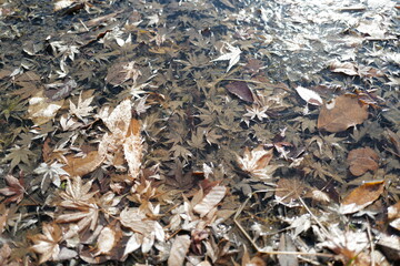 A cold winter morning strolling around public roads and frozen pond parks in Komagane City, Nagano Prefecture, Japan.