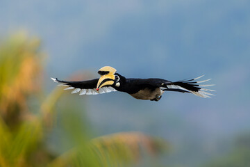 Oriental pied hornbill in flight