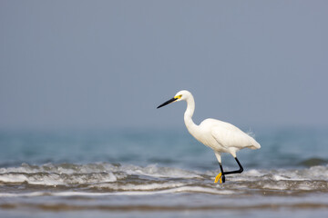 Little Egret foraging in the sea