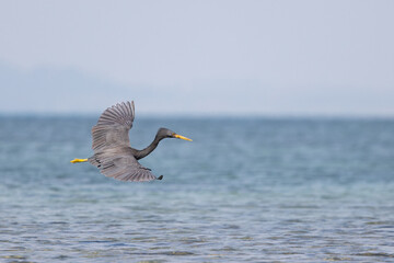 Pacific Reef Heron in flight