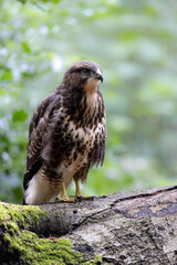 Fototapeta premium Juvenile Buzzard