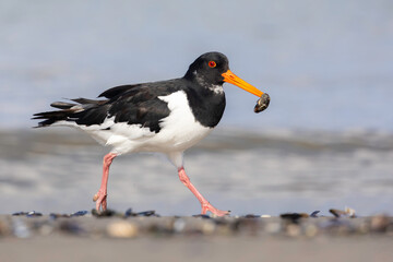 An oystercatcher with a fresh catch