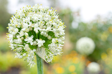 White ball of tiny flowers on the stem, onion blooms in the summer garden to produce seeds.