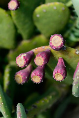pink cactus flower on prickly pear cactus