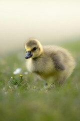 Egyptian Goose Chick amidst flowers
