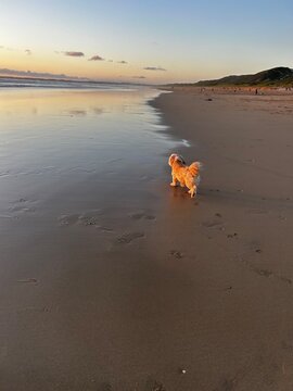 Dog on the beach