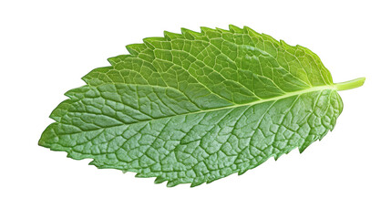 single green mint leaf. showcasing its textured surface and serrated edges the leaf is placed against a white background. highlighting its vibrant color and natural beauty. often used in culinary dish