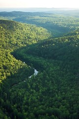 Fototapeta premium impressive aerial overview of a thriving forest environment 