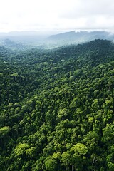 Fototapeta premium beautiful overhead perspective of a dense forest landscape 