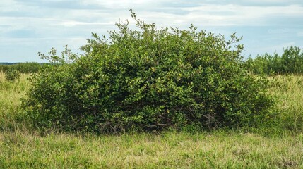A wild, overgrown bush in a field, home to nesting birds