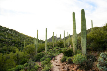 saguaro cactus in arizona blue sky and soft clouds