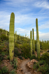 saguaro cactus in arizona blue sky and soft clouds