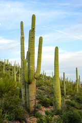 saguaro cactus in arizona blue sky and soft clouds
