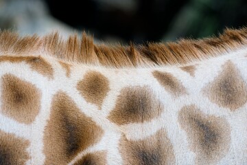 Giraffe Fur Texture – Detailed Close-Up of Unique Pattern and Hair Structure