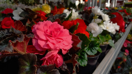 Beautiful botanical background. White and red begonias. Counter in a plant store.