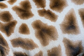 Giraffe Fur Texture &ndash; Detailed Close-Up of Unique Pattern and Hair Structure