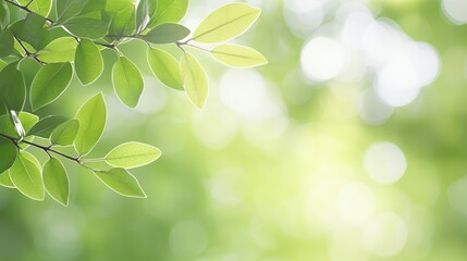 Bright Green Leaves on Branch Sunlight Background