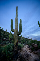 saguaro cactus at sunset in arizona