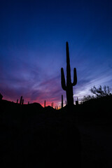 saguaro cactus at sunset with beautiful red colorful sky