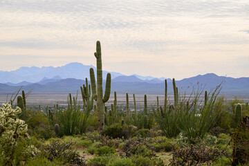 mountain landscape with blue sky saguaro cactus in tucson arizona
