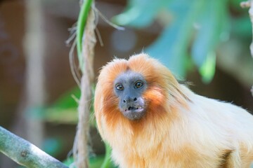Close-Up of a Leontopithecus Rosalia Head – Golden Lion Tamarin Portrait in Detail