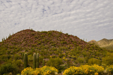 Obraz premium arizona mountain hillside covered with saguaro cactus cacti