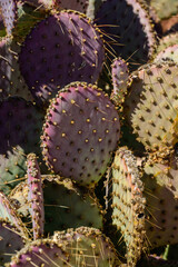 prickly pear cactus in the desert green and pink