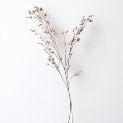 Dried grasses on white background (1)