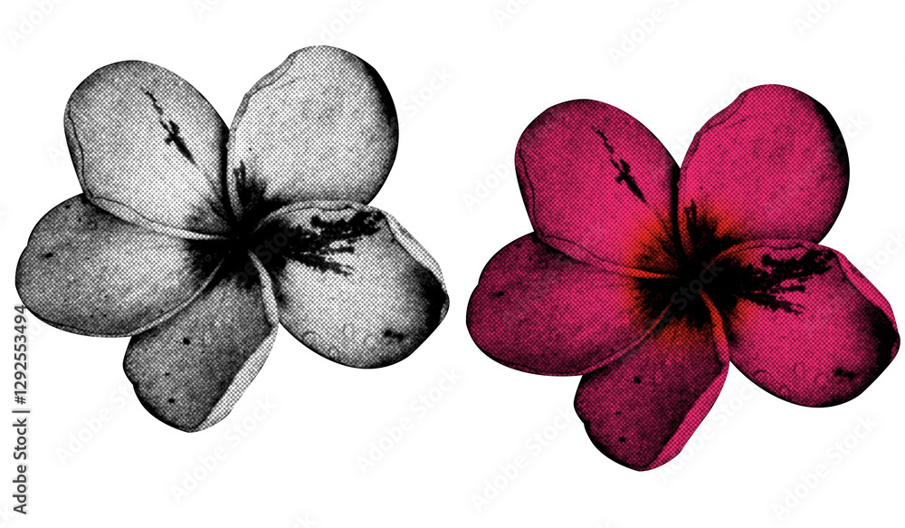 Fototapete a flower in halftone style illustration with a transparent background. bold color and a retro, graph