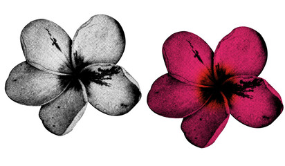 A Flower in halftone style illustration with a transparent background. Bold color and a retro, graphic print aesthetic. Ideal for poster and collage design element