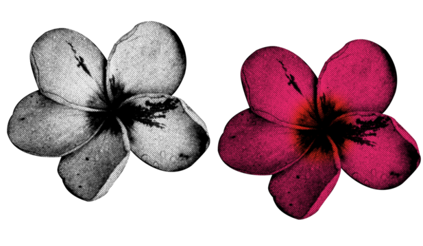A Flower in halftone style illustration with a transparent background. Bold color and a retro, graphic print aesthetic. Ideal for poster and collage design element