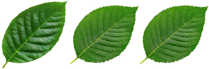 Obraz premium Close up of a vibrant green leaf with detailed veins. Nature's beauty in a single leaf.