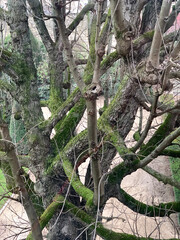 old winter tree covered with green moss