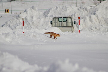 雪上を走るキタキツネ