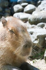 Super Close-Up of a Relaxing Capybara's Face – Detailed Wildlife Portrait