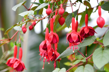 フクシア「マリンカ」fuchsia