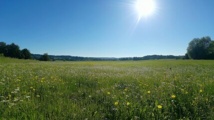 Wide open meadow on a sunny day